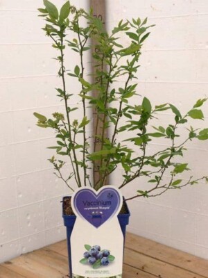 Bluegold Bessenstruik