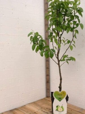 Doyenné du Comice Biologische Perenboom