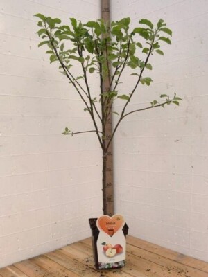Elstar Appelboom