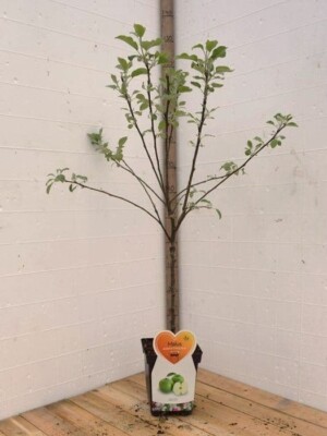 Granny Smith Appelboom