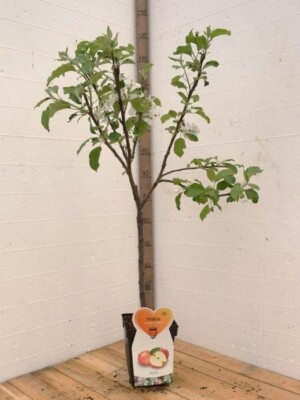 Jonagold Appelboom