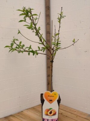Suncrest Perzikenboom