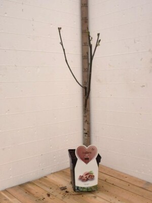 Walnotenboom