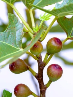 Ficus Little Miss Figgy Biologische Vijg