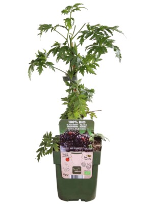 Thornless Evergreen Biologische Bramenstruik