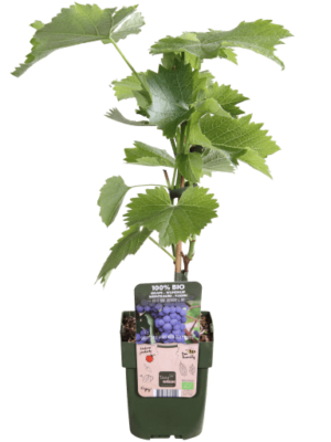 Boskoop Glory Biologische Druivenstruik