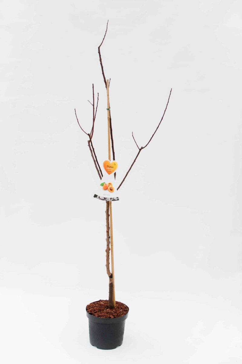 Bergeron Abrikozenboom - Afbeelding 3