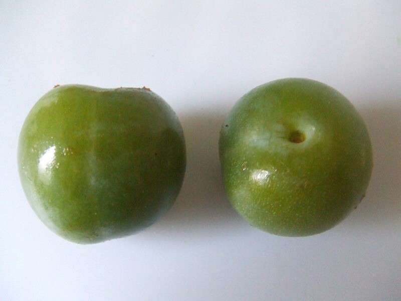 Reine Claude Verte Pruimenboom - Afbeelding 3