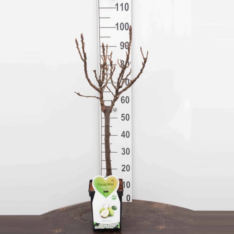 Louisa  Peer Mini Fruitboom - Afbeelding 3