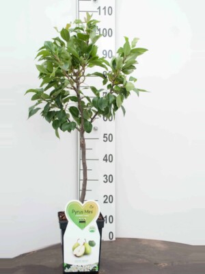 Lei Fruitboom Peer
