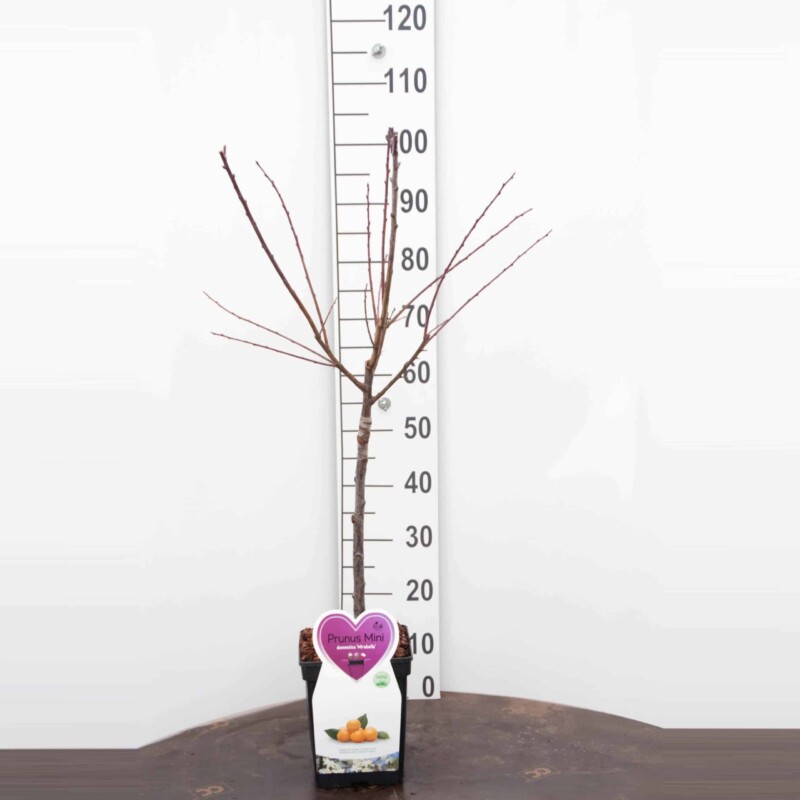 Mirabelle Pruim Mini Fruitboom - Afbeelding 3