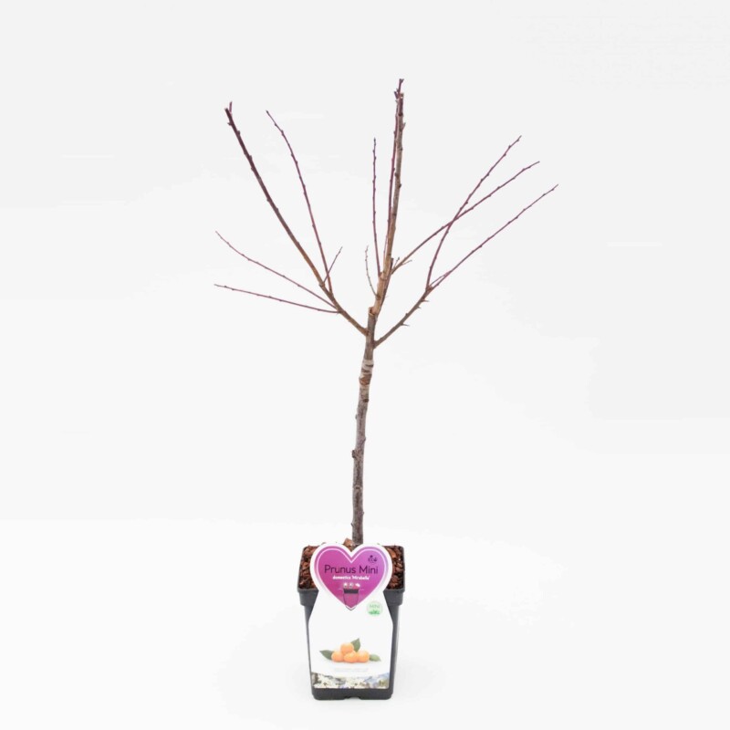 Mirabelle Pruim Mini Fruitboom - Afbeelding 4