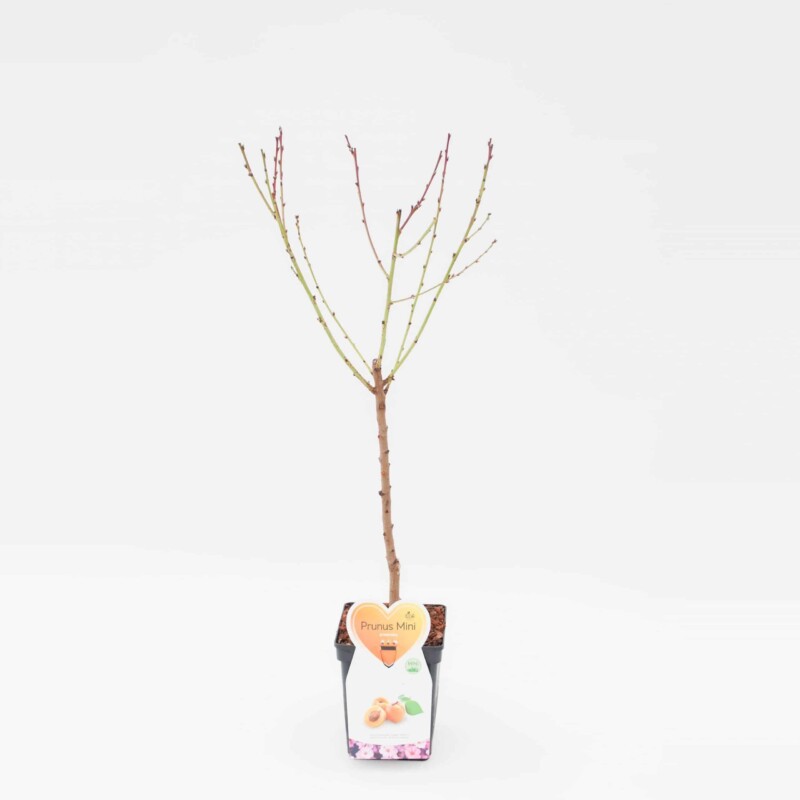 Armenica Abrikoos Mini Fruitboom - Afbeelding 3