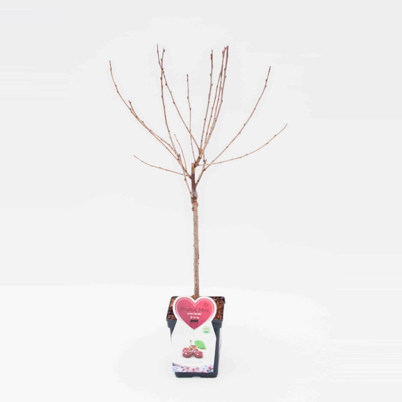 Morello kers Mini Fruitboom - Afbeelding 3