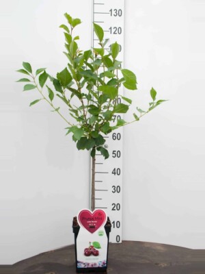 Morello kers Mini Fruitboom