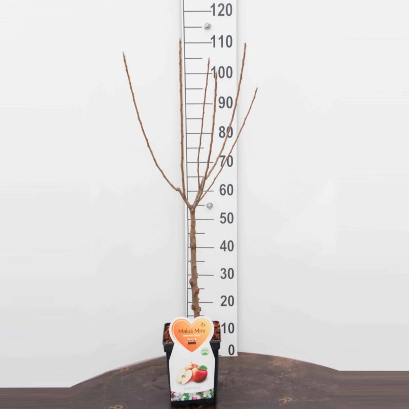 Galina appel Mini Fruitboom - Afbeelding 3