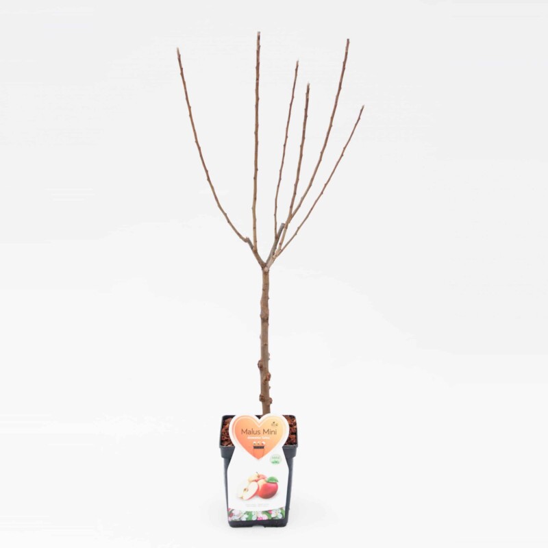 Galina appel Mini Fruitboom - Afbeelding 4