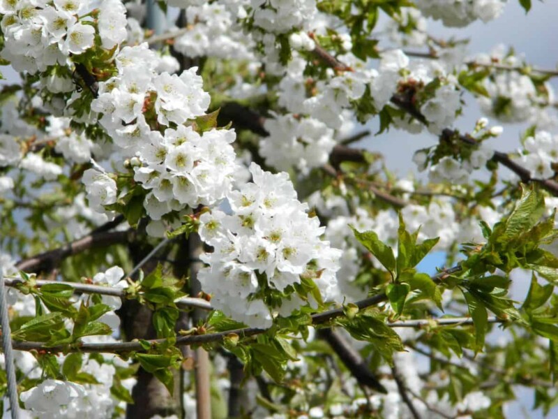 Bigarreau Napoléon Halfstam Kersenboom - Afbeelding 3
