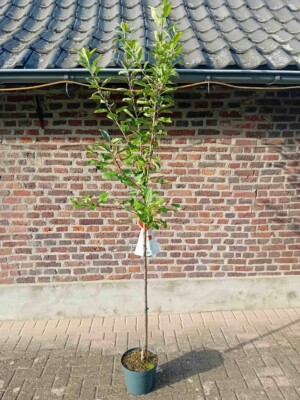 Elstar Halfstam Appelboom