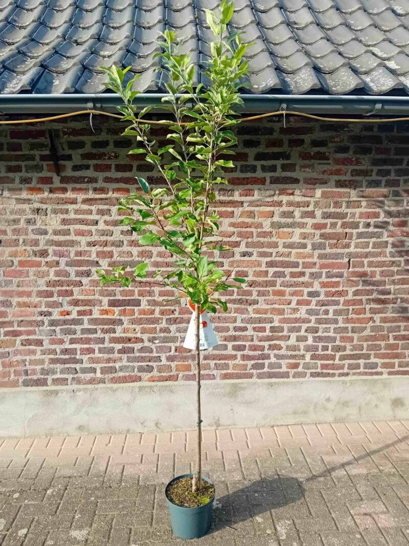 Opal Halfstam Pruimenboom - Afbeelding 4