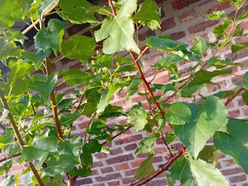 Bergeron Halfstam Abrikozenboom - Afbeelding 4