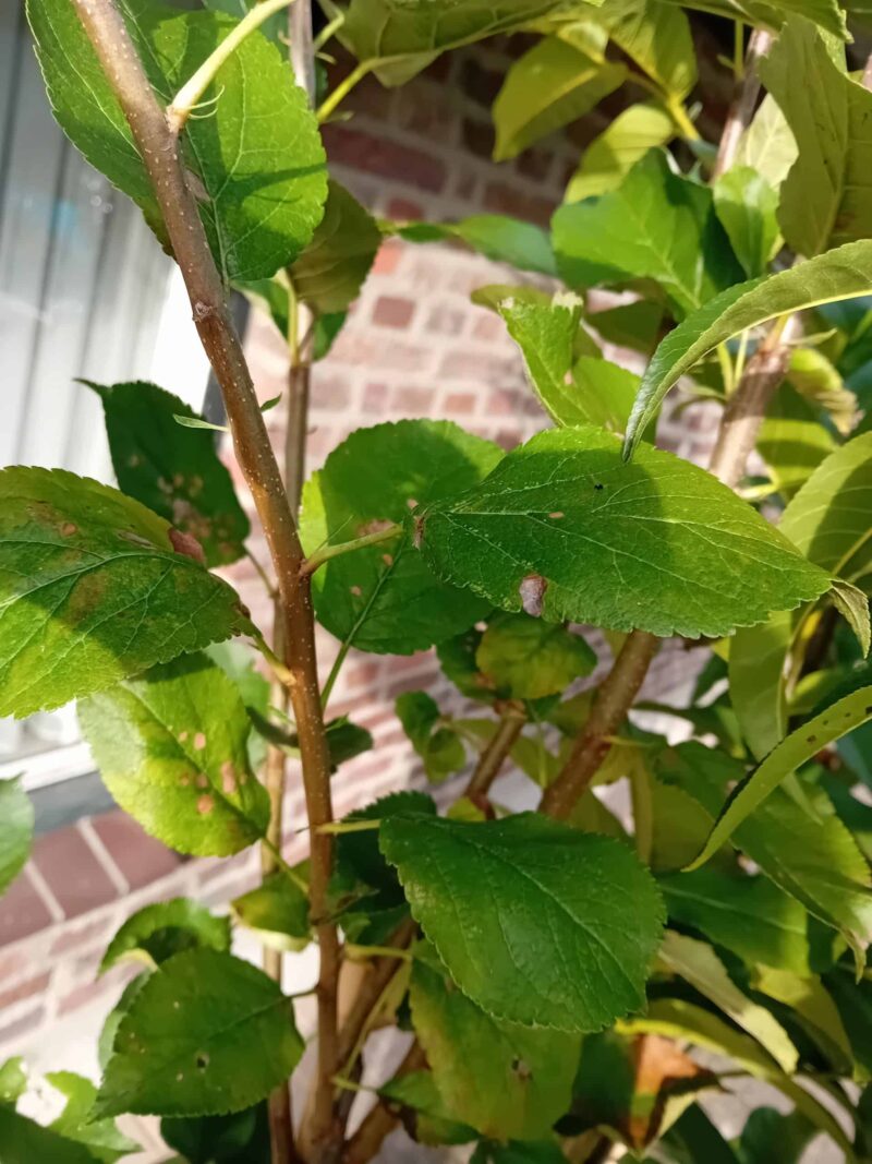 Elstar Halfstam Appelboom - Afbeelding 4