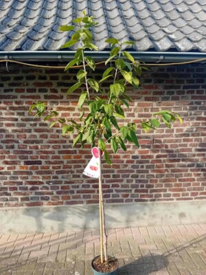 Hedelfinger halfstam kersenboom