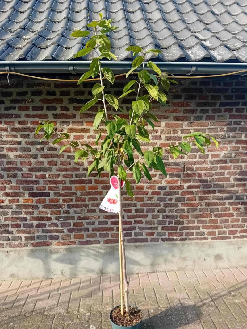 Bigarreau Napoléon Halfstam Kersenboom - Afbeelding 4