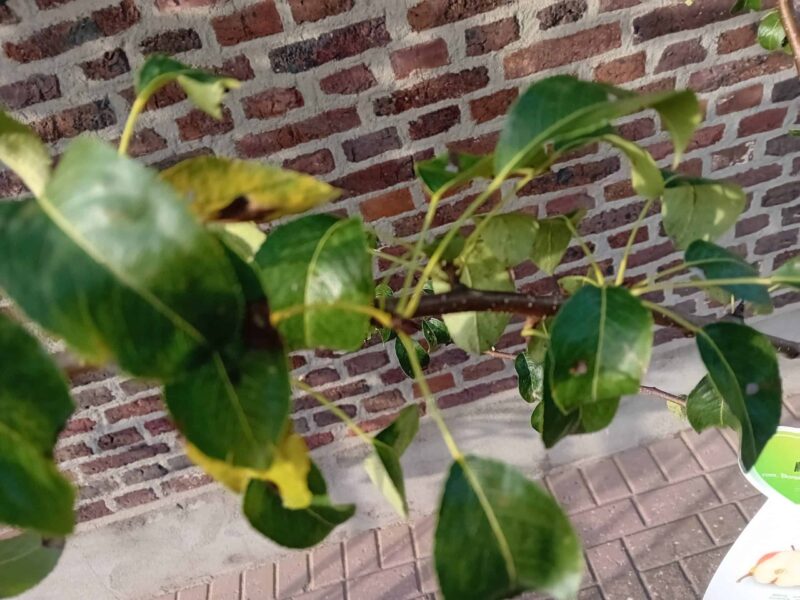 Conference Halfstam Perenboom - Afbeelding 4