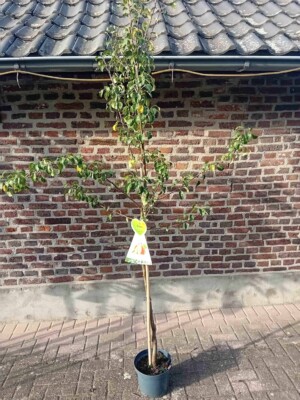 Conference Halfstam Perenboom