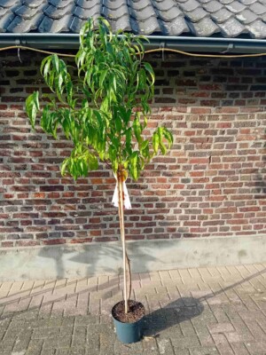 Suncrest Halfstam Perzikenboom
